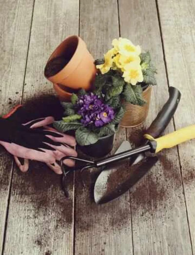 Аранжименти