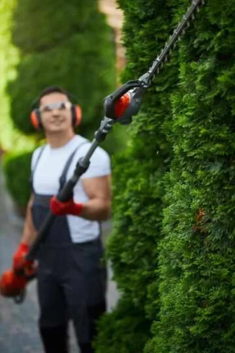 Премахване на дървета и храсти