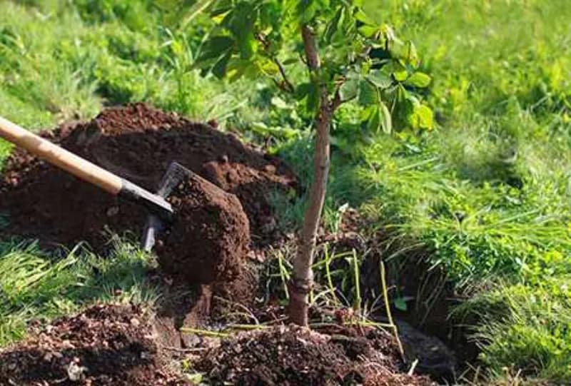 Засаждане на дървета и компенсаторно залесяване
